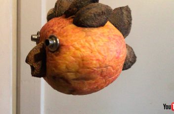 Nocciolo di albicocco e mela vecchia