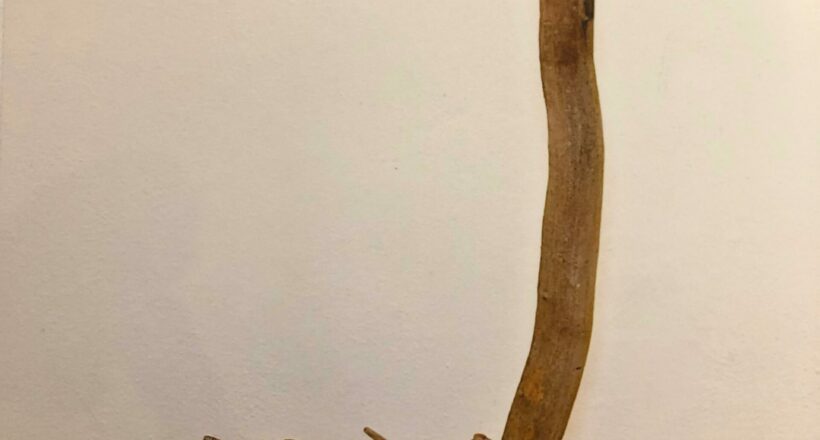 driftwood 0