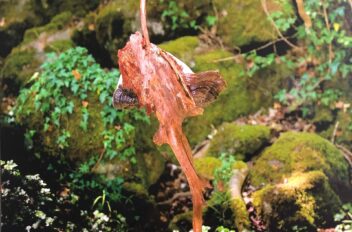 driftwood 11