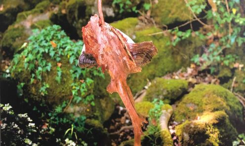 driftwood 11