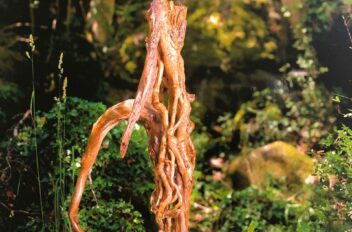 driftwood 12