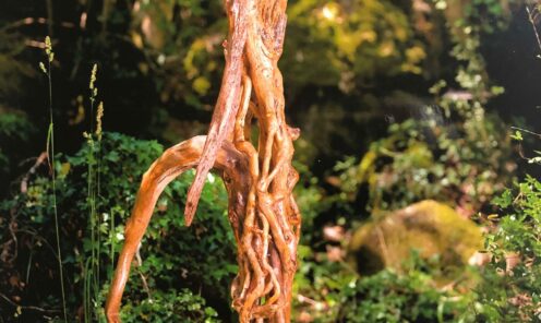 driftwood 12