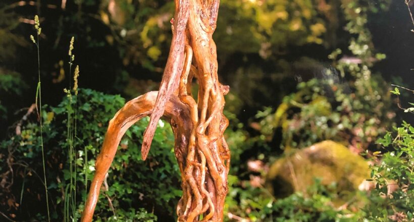 driftwood 12