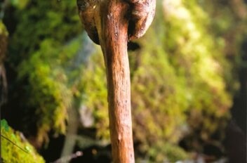 driftwood 13