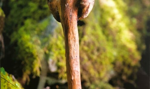 driftwood 13