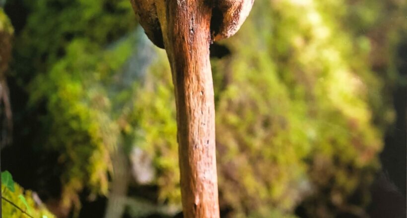 driftwood 13
