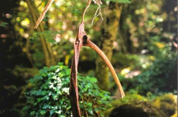 driftwood 14