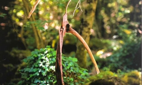 driftwood 14