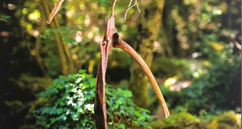 driftwood 14
