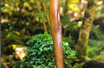 driftwood 15