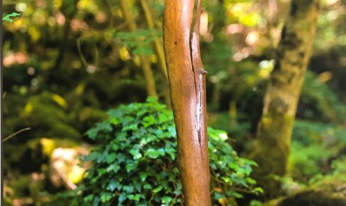 driftwood 15