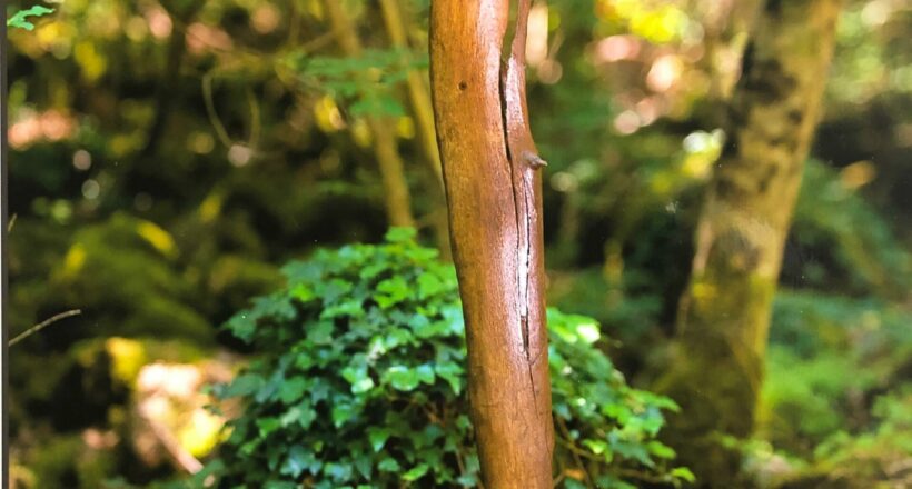 driftwood 15