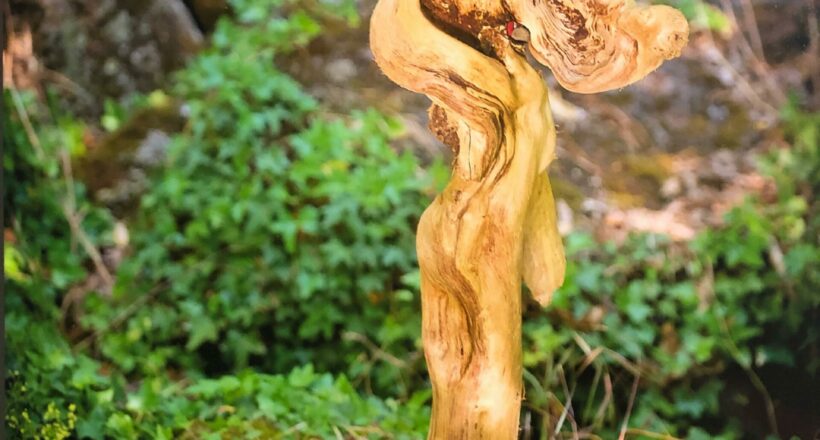 driftwood 16