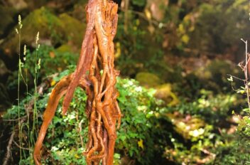 driftwood 17