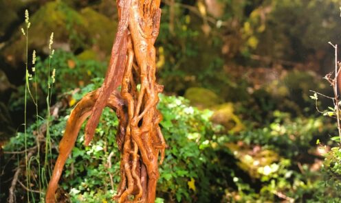 driftwood 17