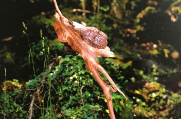 driftwood 20