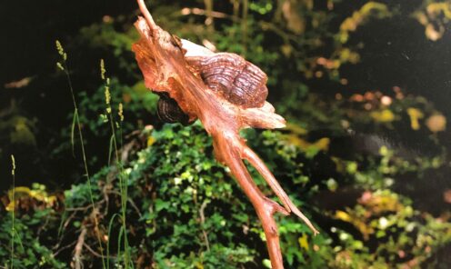 driftwood 20