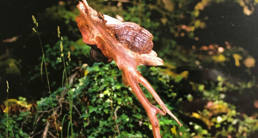 driftwood 20