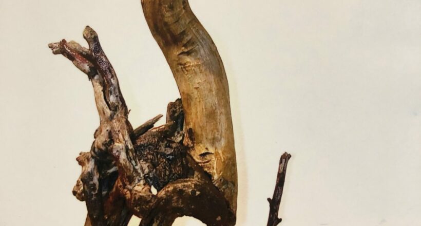 driftwood 09